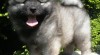 Německý špic vlčí / keeshond krásná štěňata s PP - hlídač a společník 345296_t.jpg