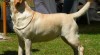 LABRADORSKÝ RETRÍVR - ŽLUTÁ ŠTĚŇÁTKA 345747_t.jpg