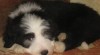 Bearded Collie 345803_t.jpg