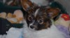 PAPILLON - štěňátko kluk 346178_t.jpg