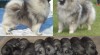 Německý špic vlčí / keeshond krásná štěňata s PP - hlídač a společník 346545_t.jpg