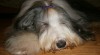 Bearded collie 346771_t.jpg