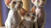 Devon rex 347425_t.jpg