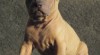 Thailand Ridgeback 347772_t.jpg