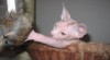 Sphynx koťata poslední volný kocourek 34889_t.jpg