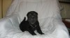 Chovatelská stanice GERIX Shar-pei - ŠARPEJ 34971_t.jpg