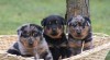 Beauceron - francouzský ovčák - štěňata na prodej 350068_t.jpg