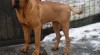 Tosa inu - pejsek do rodiny 350297_t.jpg