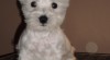 West highland white terrier 35085_t.jpg