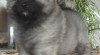 Německý špic vlčí / keeshond krásná kvalitní štěňata s PP - hlídač a společník 352052_t.jpg