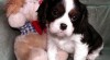 Kavalír King Charles Španěl s PP 353414_t.jpg