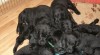 Flat coated retriever 353740_t.jpg