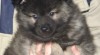 Německý špic vlčí / Keeshond - štěňata s PP 353755_t.jpg