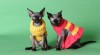 Mačiatka Devon rex 354723_t.jpg