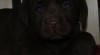 Labrador Retriever, čokoládoví pejsci s PP 354928_t.jpg