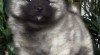 Německý špic vlčí / keeshond krásná kvalitní štěňata s PP - hlídač a společník 354972_t.jpg