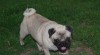 Mops 35532_t.jpg