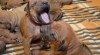 Štěňata Rhodéský Ridgeback 355897_t.jpg