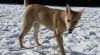 kanaánský pes - canaan dog 356259_t.jpg