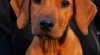 Poslední volná fenka rhodéského ridgebacka 356614_t.jpg