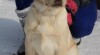 labradorský retriever s PP 357028_t.jpg