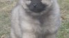 Německý špic vlčí / keeshond štěňata s PP - hlídač a společník 358869_t.jpg