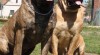 Boerboel s PP 359011_t.jpg