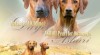 Štěňátka Ridgeback s PP z unikátního spojení 360233_t.jpg