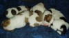 Parson Russell Terrier - prodáme štěňátka 360306_t.jpg