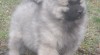Německý špic vlčí / keeshond štěňata s PP - hlídač a společník 360579_t.jpg