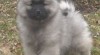 Keeshond / vlčí špic štěňata s PP - hlídač a společník 361822_t.jpg