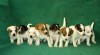 ŠTĚŇATA JACK RUSSELL TERIER 361844_t.jpg