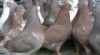 Europigeon Titan 361852_t.jpg