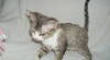 Devon rex s PP 362514_t.jpg