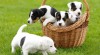 Parson Russell Terrier - štěňátka s PP 362577_t.jpg