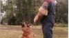 Štěňata belgický ovčák - malinois 36342_t.jpg