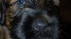 Briard-štěňátka plavá i černá, výborní společníci 365859_t.jpg