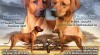 Rhodesian Ridgeback - vymazlená štěňátka 366208_t.jpg
