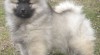 Německý špic vlčí / keeshond krásná kvalitní štěňata s PP - hlídač a společník 366317_t.jpg