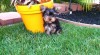 samec a samice Yorkies AKC reg 367416_t.jpg
