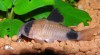 Krásné akvarijní rybičky 367832_t.jpg