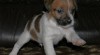 Parson Russell Terrier - štěňátka s PP 368167_t.jpg