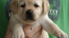 Labradorský retriever - štěňátka s PP 371060_t.jpg