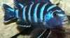 Malawi-Tanganika 371281_t.jpg