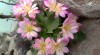 LEWISIA TWEEDYI 372104_t.jpg