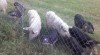 Mangalica - pastevní prase 372716_t.jpg