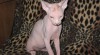Kanadský Sphynx koťata s PP, kočička a kocourek 37294_t.jpg