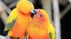 Conure papoušci pro prodej 373050_t.jpg