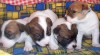 Jack russell terier 37361_t.jpg