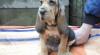 Bloodhound štěňátka 374420_t.jpg